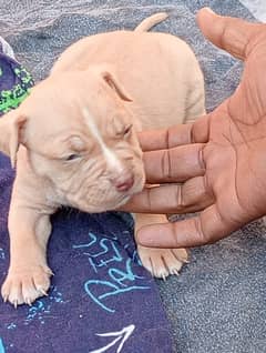 Pitbull | Pitbull Dog | Pitbull Pupies | Pupies for Sale | For Sale