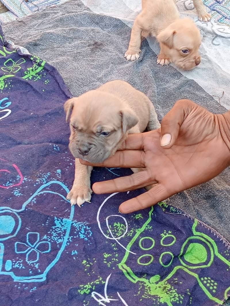 Pitbull | Pitbull Dog | Pitbull Pupies | Pupies for Sale | For Sale 3