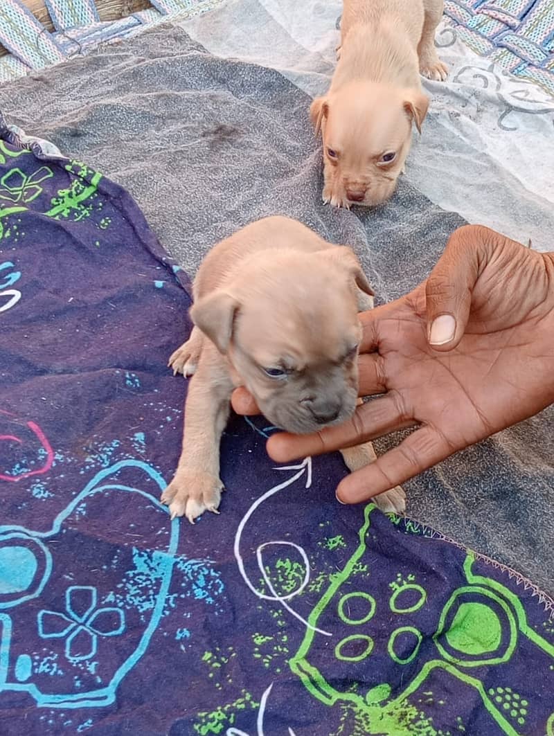 Pitbull | Pitbull Dog | Pitbull Pupies | Pupies for Sale | For Sale 4