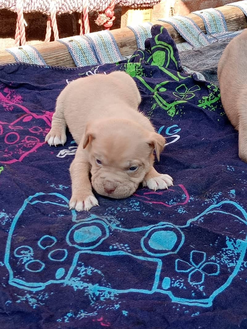 Pitbull | Pitbull Dog | Pitbull Pupies | Pupies for Sale | For Sale 5