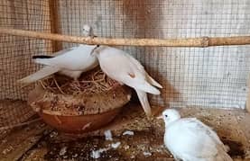 Khumra Breeder Pair with Chick