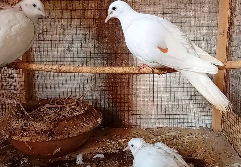 Khumra Breeder Pair with Chick 1