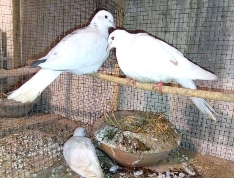 Khumra Breeder Pair with Chick 4