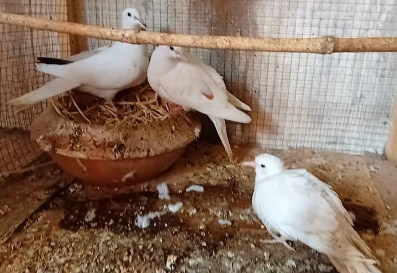 Khumra Breeder Pair with Chick 5