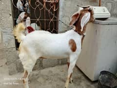 khassi desi bakra