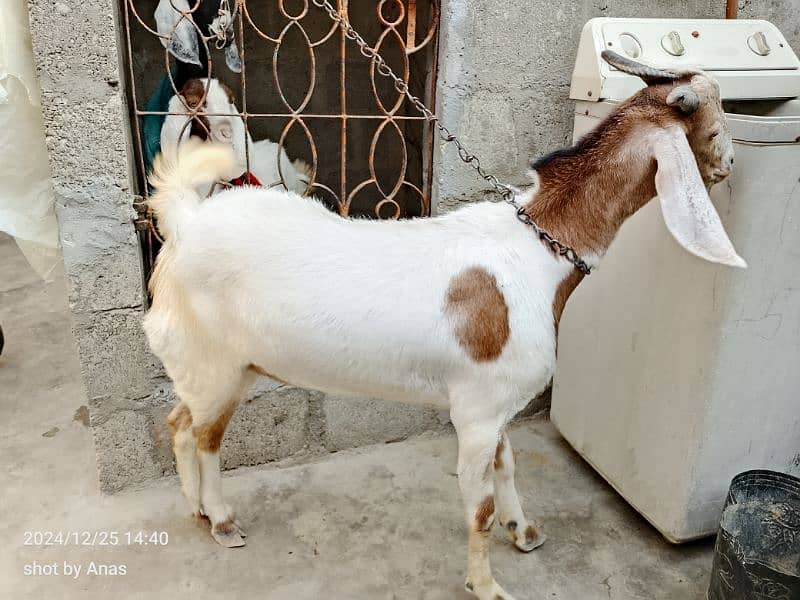 khassi desi bakra 1