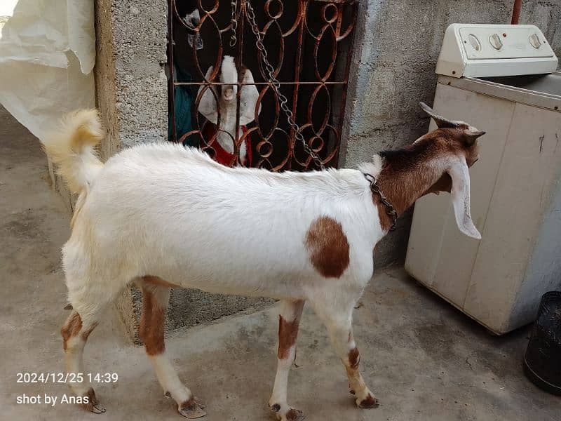 khassi desi bakra 5