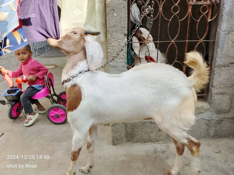 khassi desi bakra 7