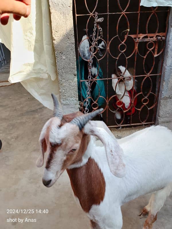 khassi desi bakra 8