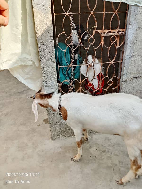 khassi desi bakra 9