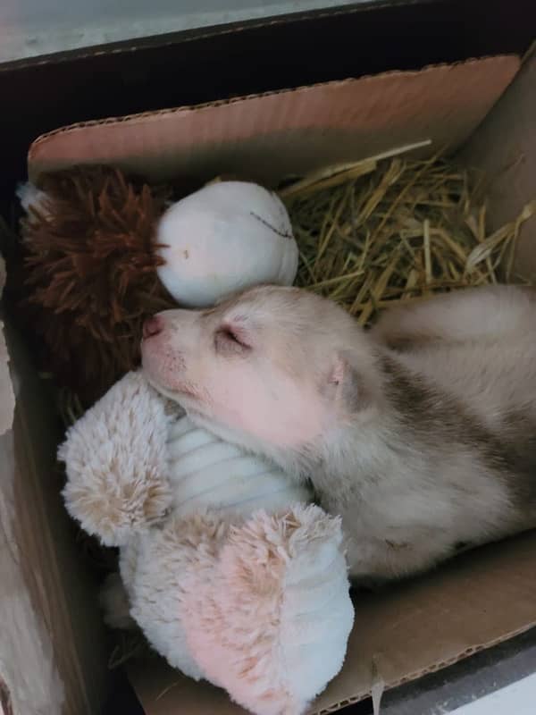 24-Day-Old Siberian Husky Puppy for Sale Lahore 0