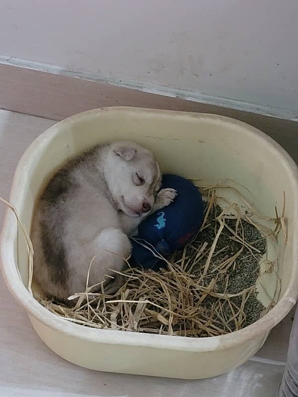 24-Day-Old Siberian Husky Puppy for Sale Lahore 3