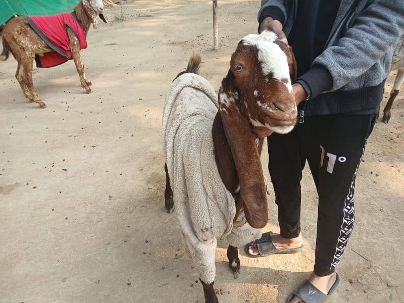 Makhi cheena Breed Available For Sale 0