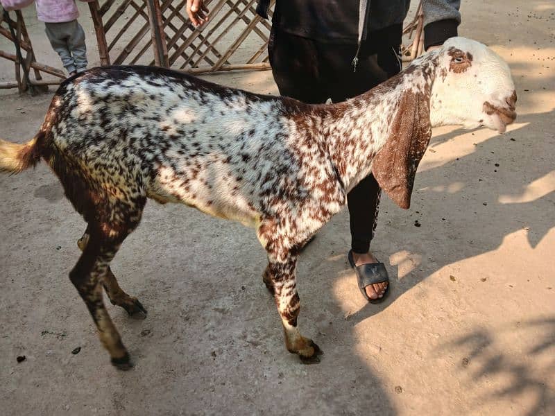 Makhi cheena Breed Available For Sale 9