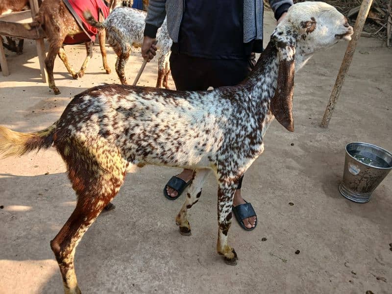 Makhi cheena Breed Available For Sale 10