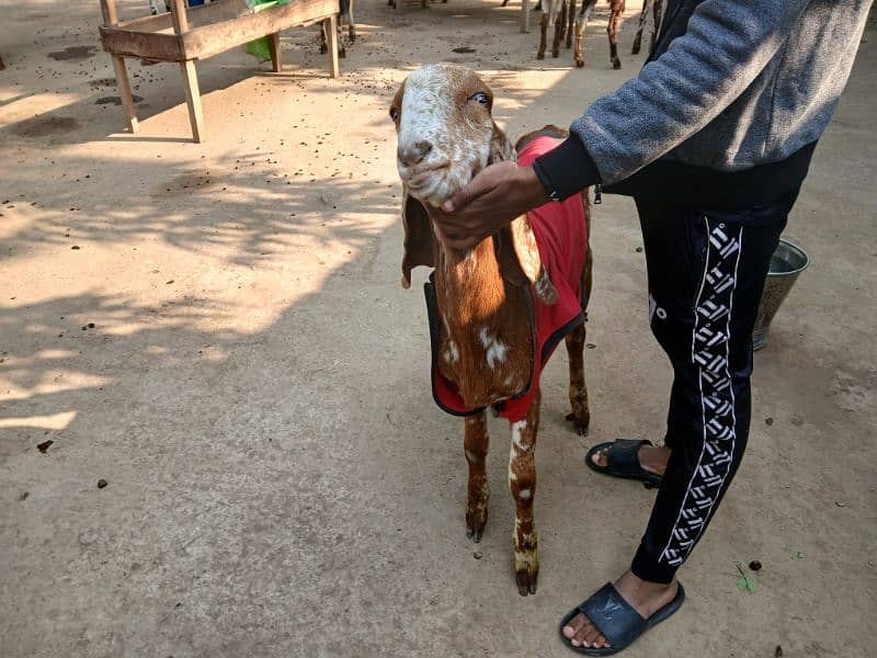 Makhi cheena Breed Available For Sale 12