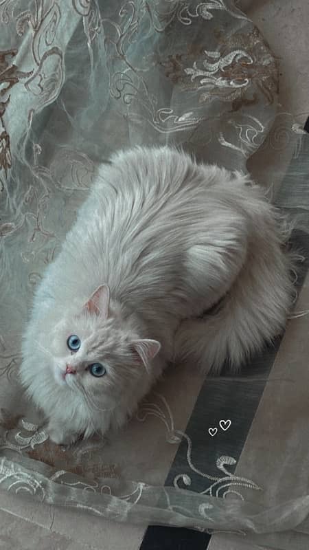 Persian cat for adoption 1