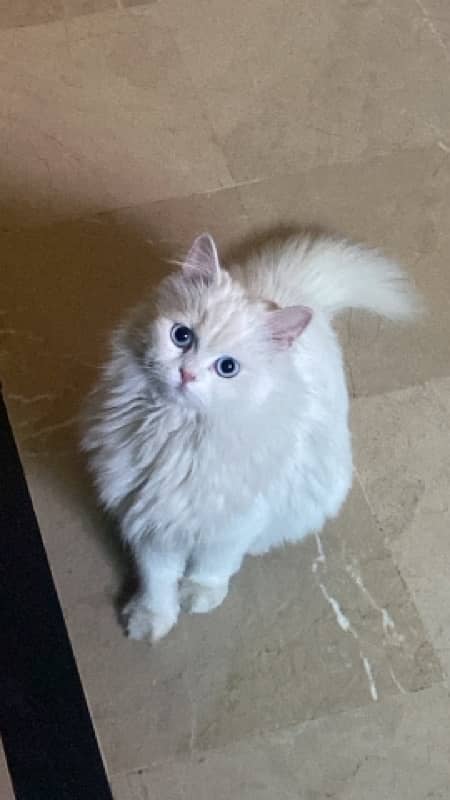 Persian cat for adoption 2