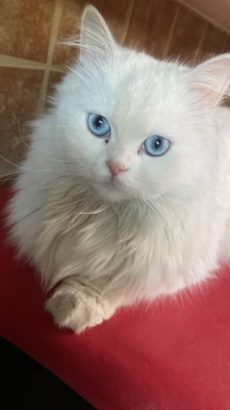 Persian cat for adoption 3