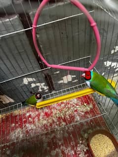 Gouldian finch breeding pair.