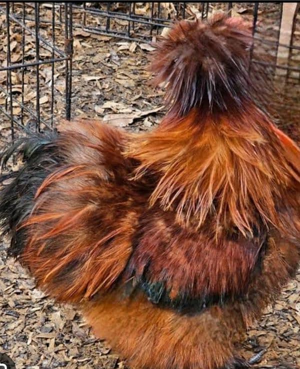 red silkie 1