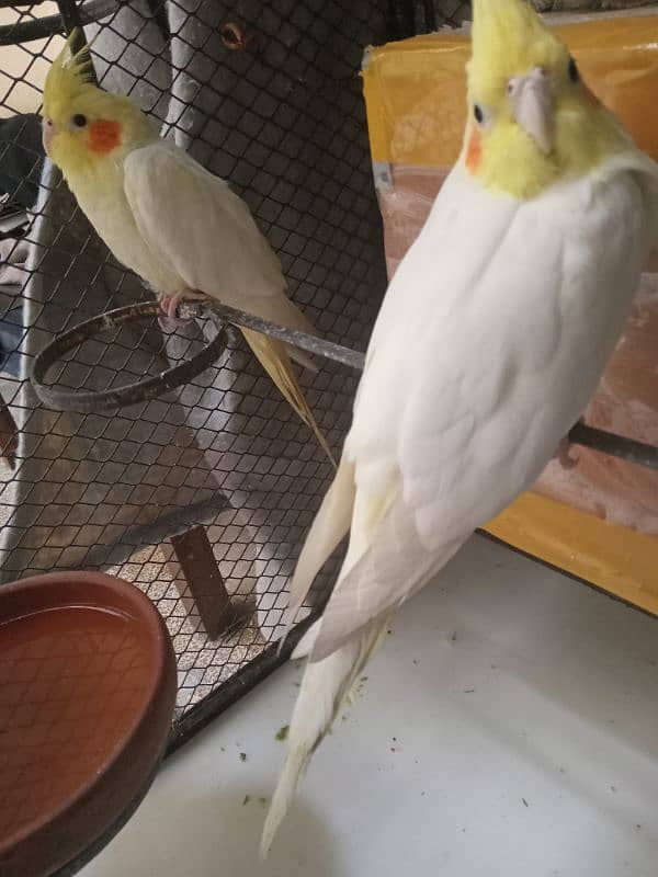 pair of cocktail for sale 1