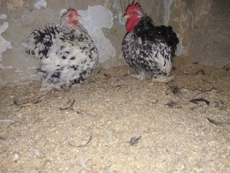 zero size molted Bantam pair 0