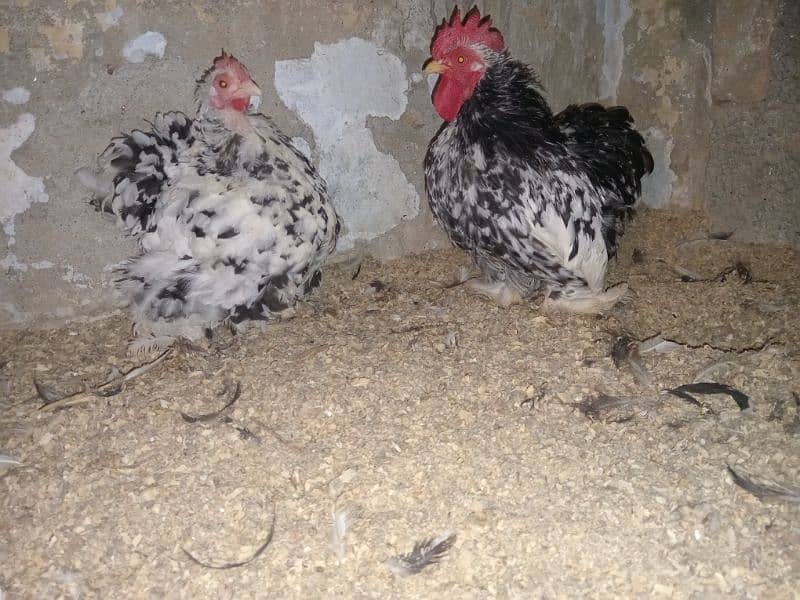 zero size molted Bantam pair 1