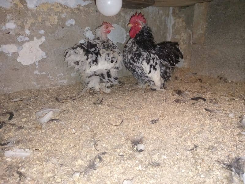 zero size molted Bantam pair 2