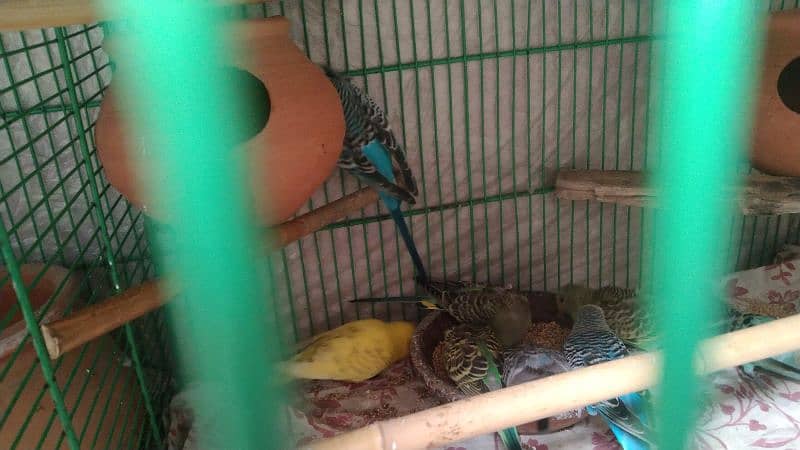 budgies pair for sale 0