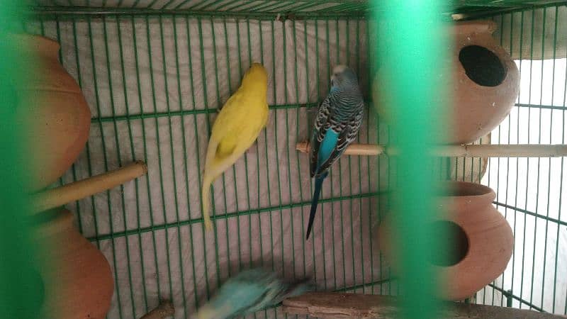 budgies pair for sale 1