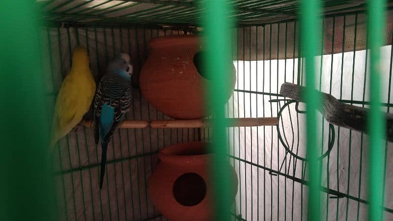 budgies pair for sale 2