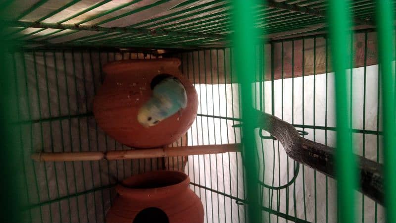 budgies pair for sale 3