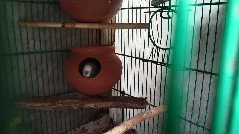 budgies pair for sale 4