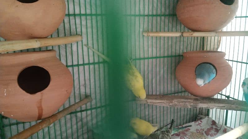 budgies pair for sale 5