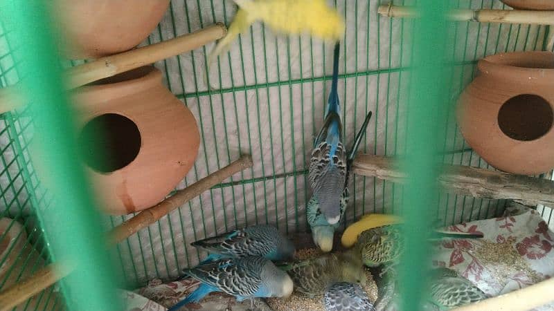 budgies pair for sale 6