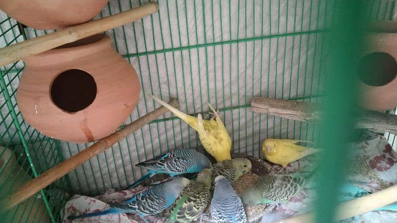 budgies pair for sale 7