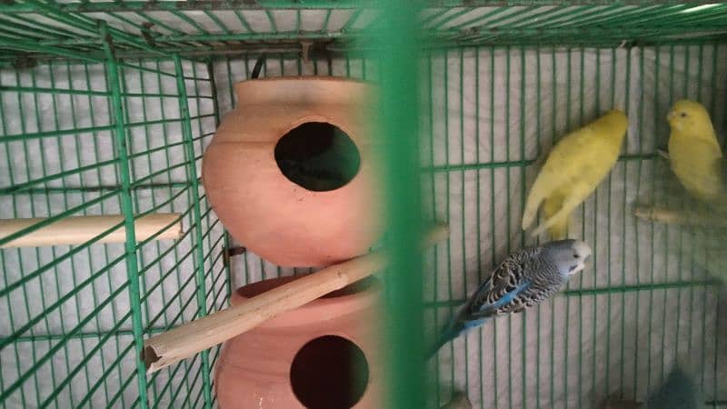 budgies pair for sale 8