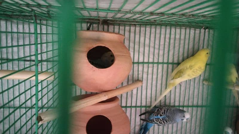 budgies pair for sale 9