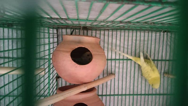 budgies pair for sale 10