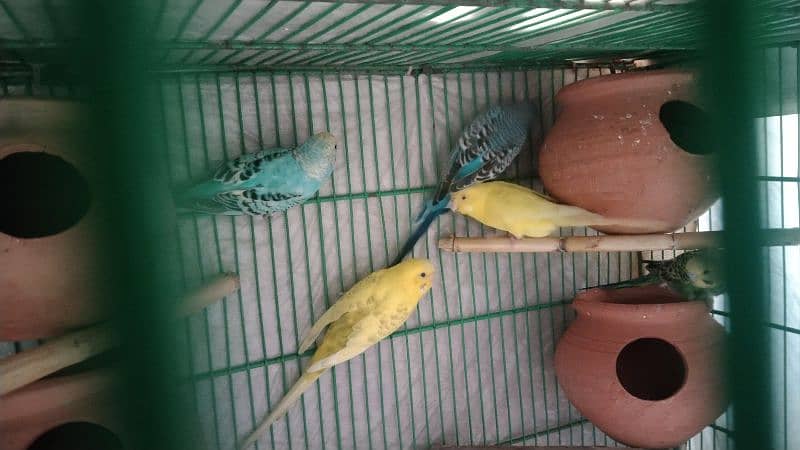 budgies pair for sale 12