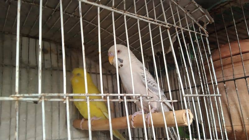 budgies pair for sale 13