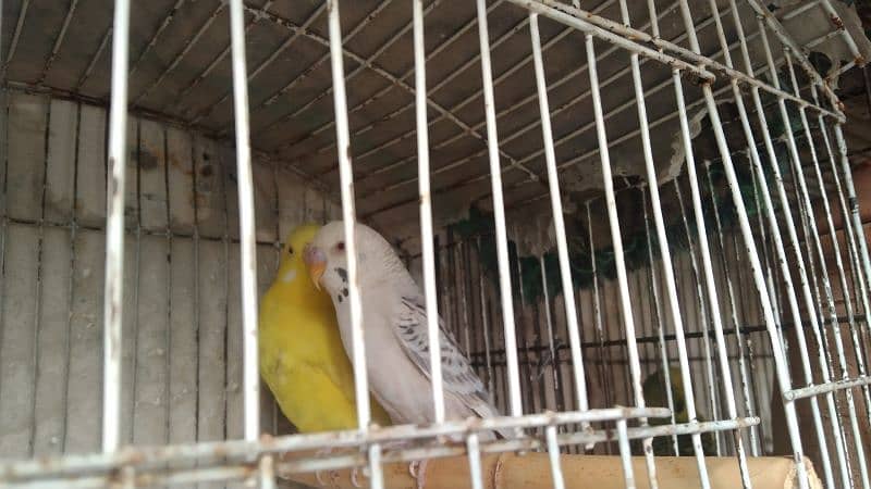 budgies pair for sale 14