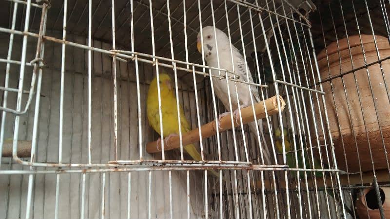 budgies pair for sale 15