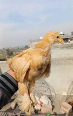 Golden Buff|White Buff| BlackBuff |Blue Buff Chicks| golden Buff eggs