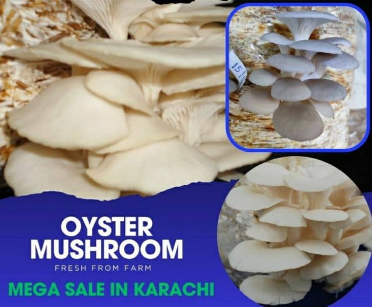 Fresh Oyster Mushroom /Organic Oyster Mushroom /Fresh organic mushroom 0