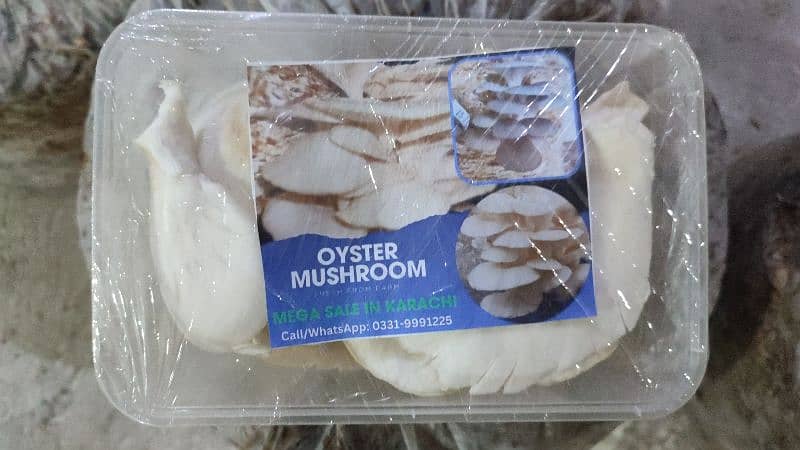 Fresh Oyster Mushroom /Organic Oyster Mushroom /Fresh organic mushroom 1