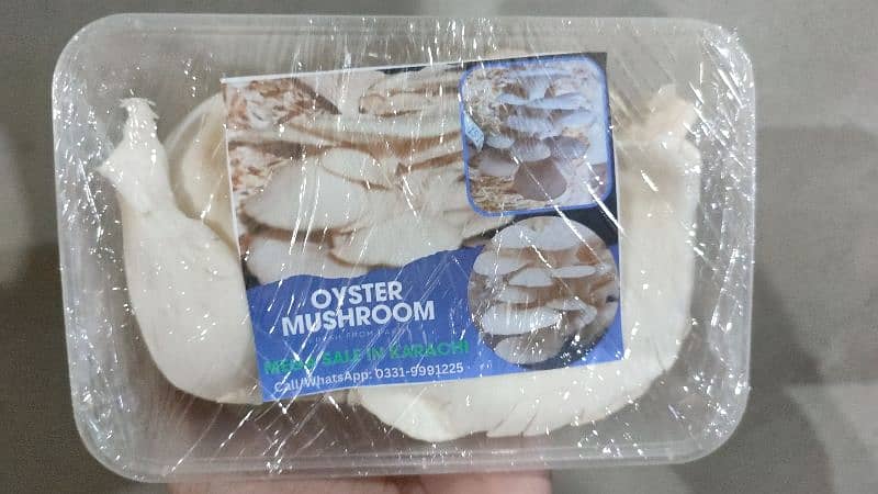 Fresh Oyster Mushroom /Organic Oyster Mushroom /Fresh organic mushroom 3