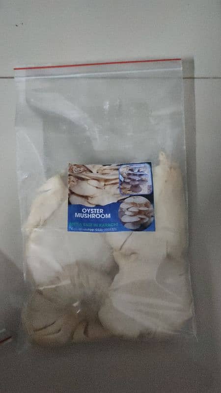 Fresh Oyster Mushroom /Organic Oyster Mushroom /Fresh organic mushroom 4