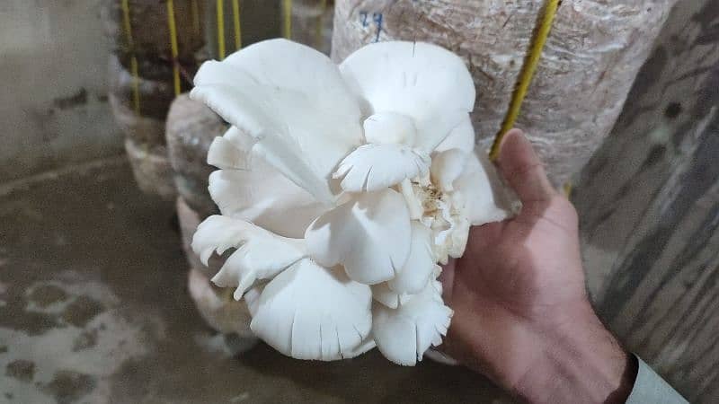 Fresh Oyster Mushroom /Organic Oyster Mushroom /Fresh organic mushroom 2